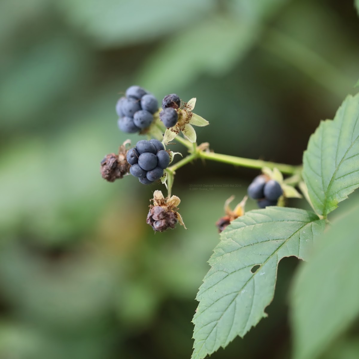 European dewberry