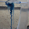 Blue Bottle Jellyfish