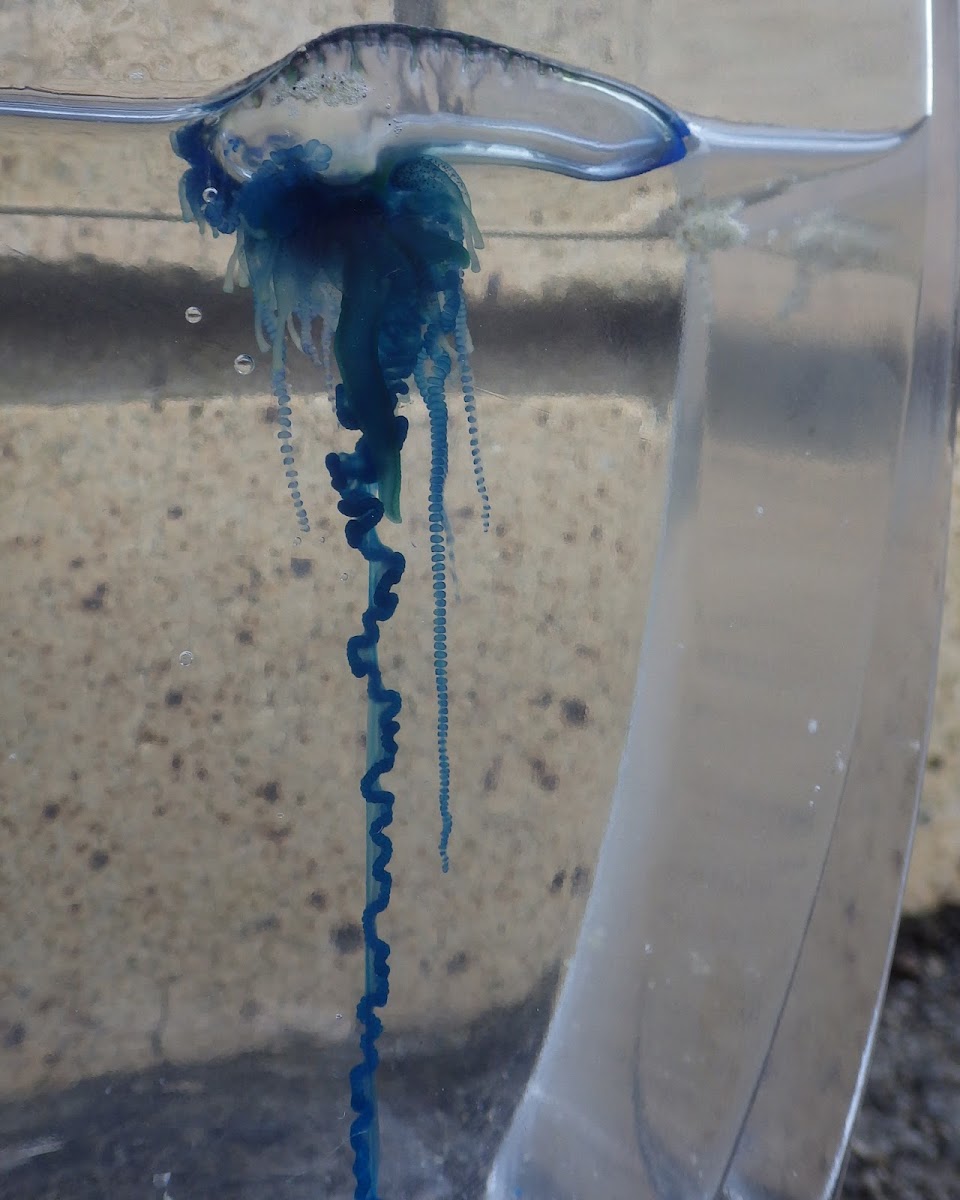 Blue Bottle Jellyfish