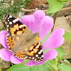 Painted Lady Butterfly