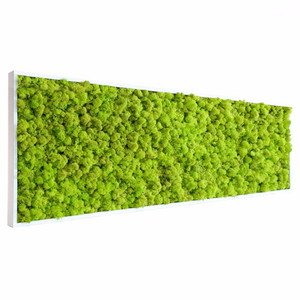 Tableau végétal stabilisé Lichen vert citron 112 x 60 cm