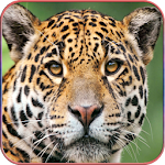 Cover Image of Download Wild Animal Wallpaper HD 1.1 APK