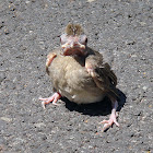 Northern Cardinal pre-fledgling