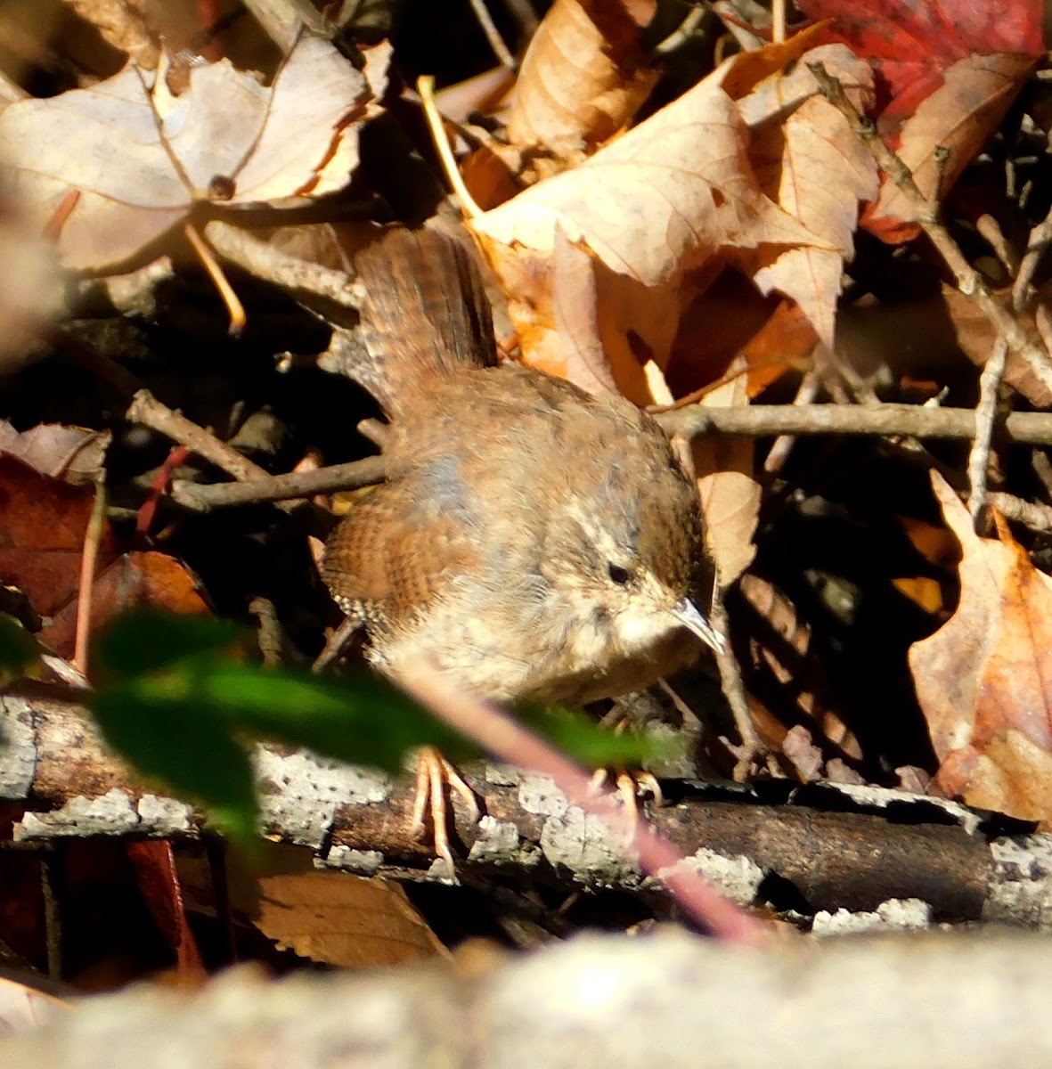 House Wren