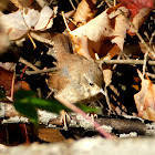 House Wren