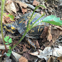 Eastern box turtle