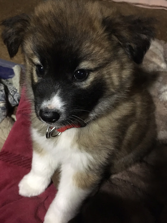 Sさんが投稿した愛犬紹介に関するカスタム事例の投稿画像2枚目