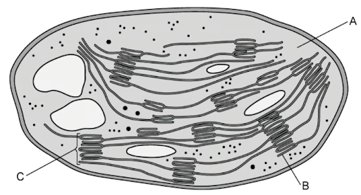 Structure and function of chloroplasts