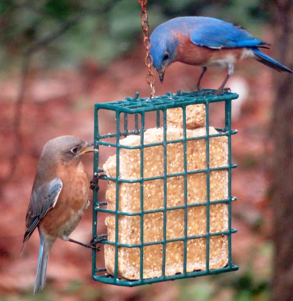 Eastern Bluebirds