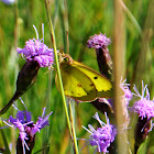 Clouded Sulphur