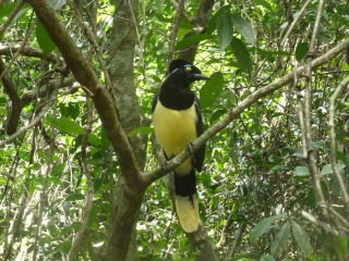 ARGENTINA INFINITA - Blogs de Argentina - IGUAZU: LADO ARGENTINO (11)