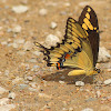 Eastern Giant  Swallowtail