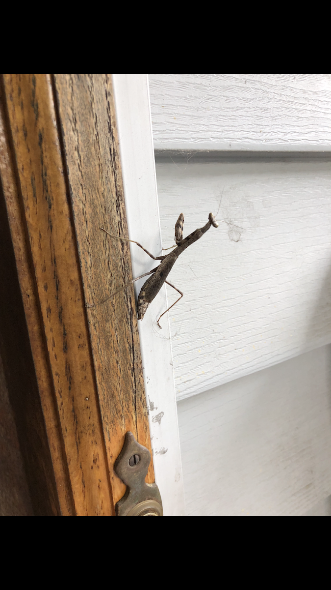 Carolina Mantis