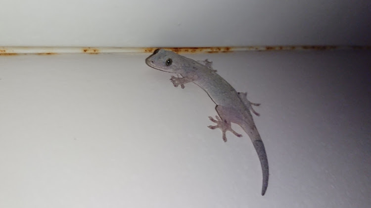 A7 スポーツバックのS27Derさんが投稿したカスタム事例の投稿画像1枚目