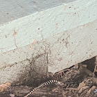 Madrean Alligator Lizard