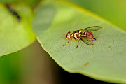 Oriental fruit fly. File Photo.