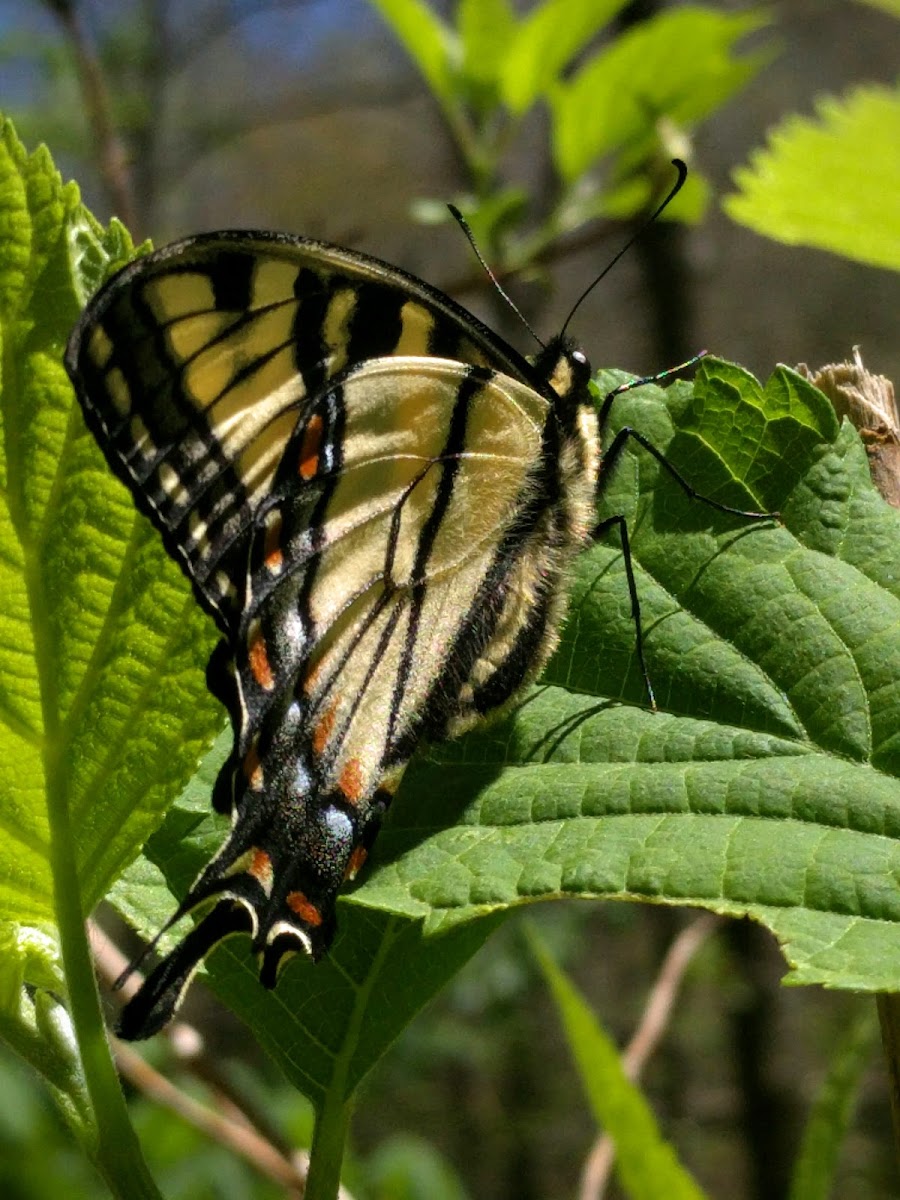 Eastern Tiger Swallowtail (f)