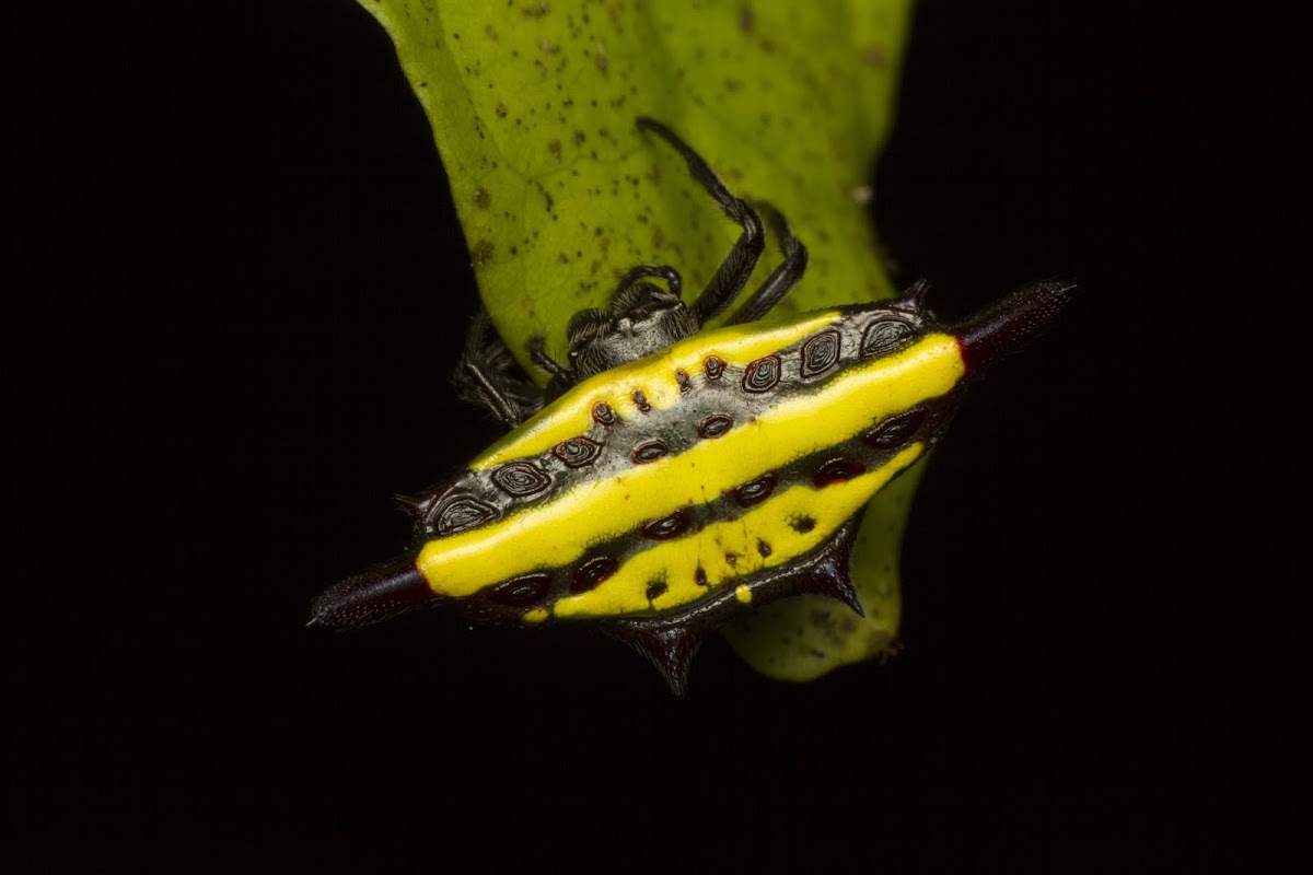 Spiny orb-weaver spider