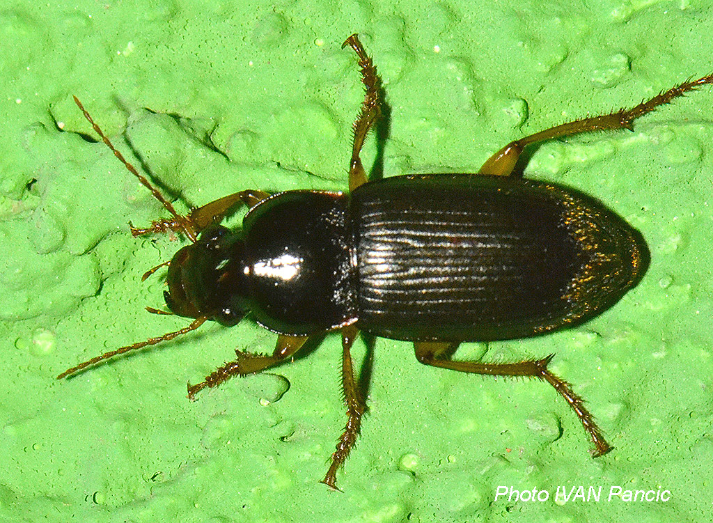 Beetle ID?