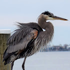 Great blue heron