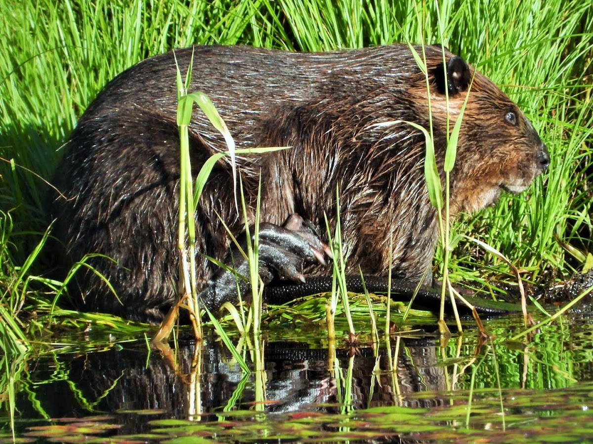 North American beaver