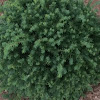 Western Hemlock