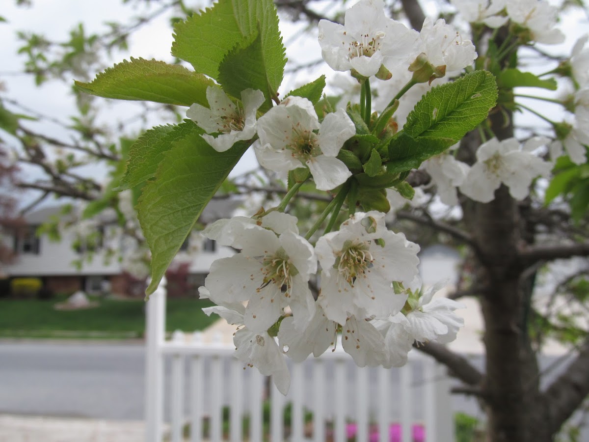 Bradford Pear