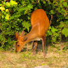 Barking deer or Indian muntjac