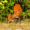 Barking deer or Indian muntjac