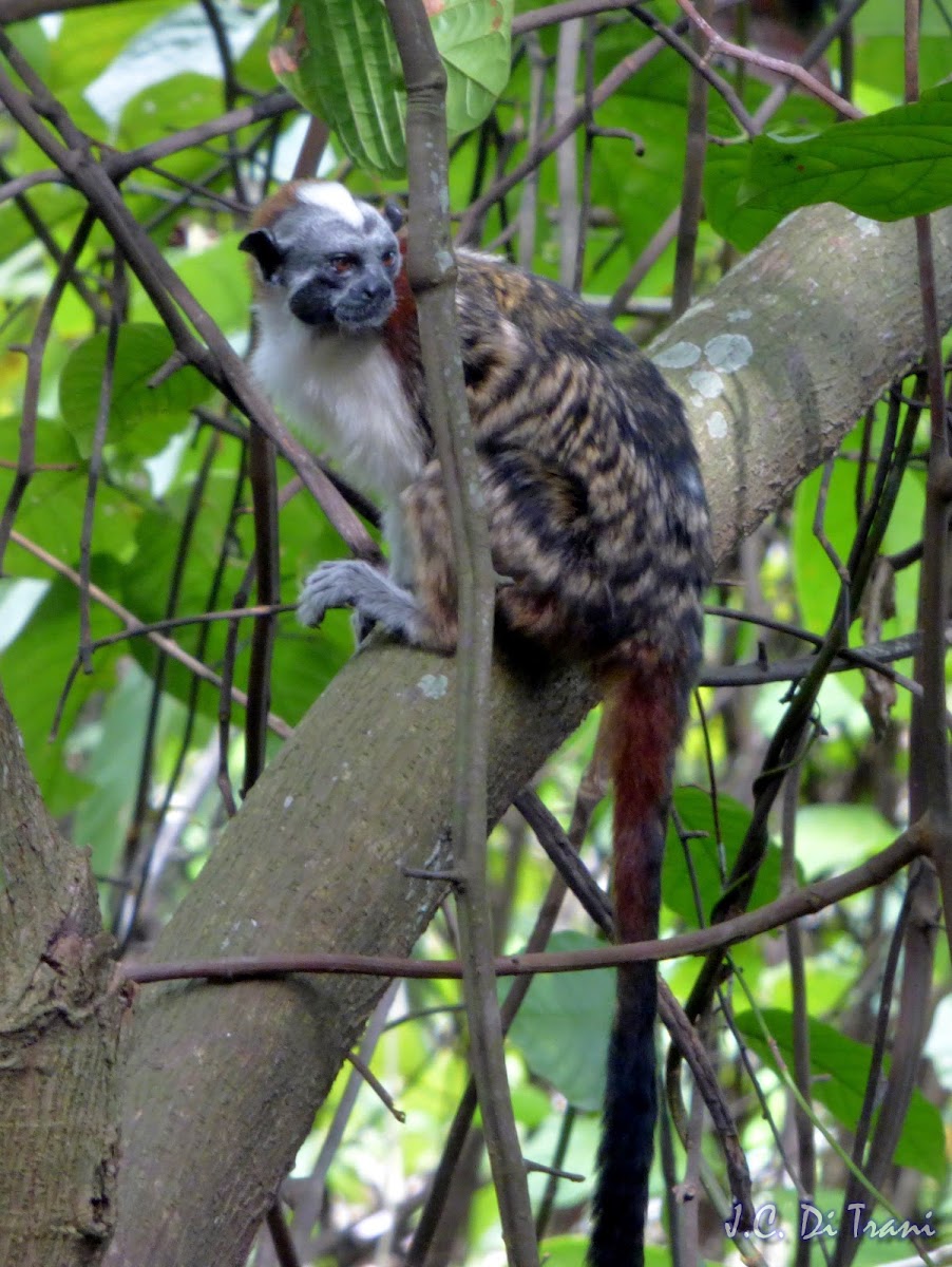 Tamarin Monkey