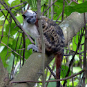 Tamarin Monkey