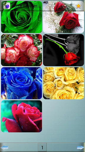 Rose Flower Wallpapers