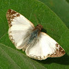 Laviana white-skipper