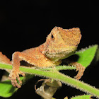 Borneo Anglehead Lizard