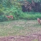 White-tailed deer