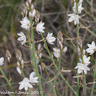 Common Asphodel