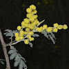 Silver Wattle