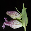 Hairless Catchfly