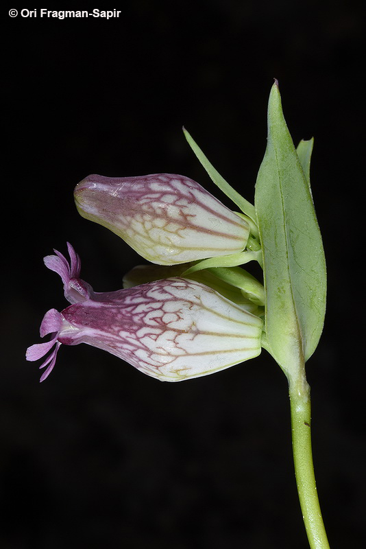 Hairless Catchfly