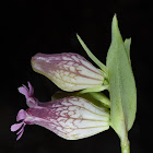 Hairless Catchfly