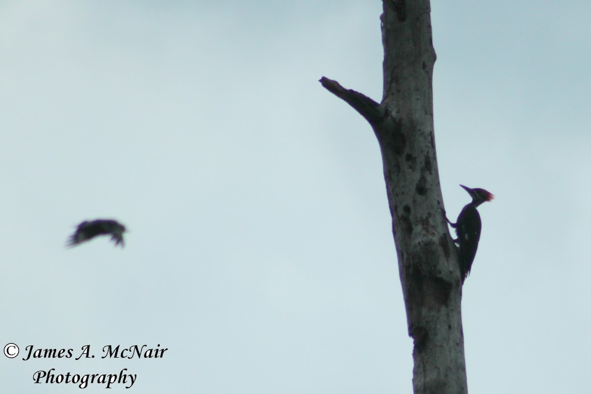 Pileated Woodpecker