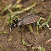 Granulated ground beetle