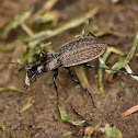 Granulated ground beetle