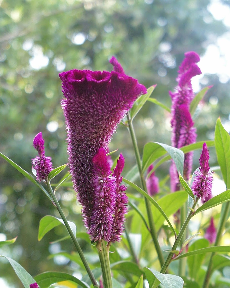 Cockscomb