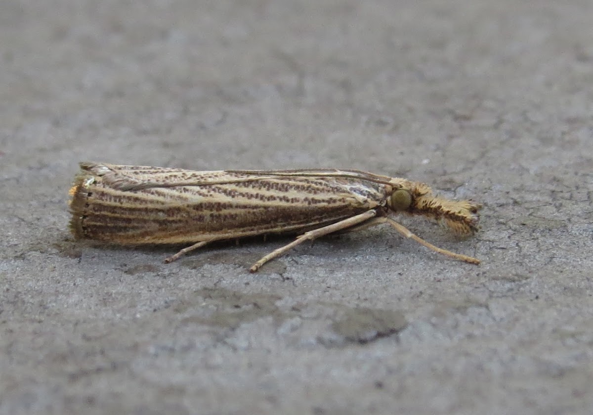 Vagabond Crambus Moth