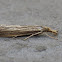 Vagabond Crambus Moth