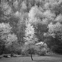 Primavera in bianconero di 