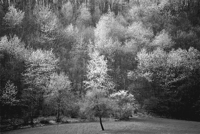 Primavera in bianconero di paolo-spagg