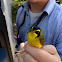 Kentucky Warbler