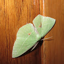 Emerald Moth